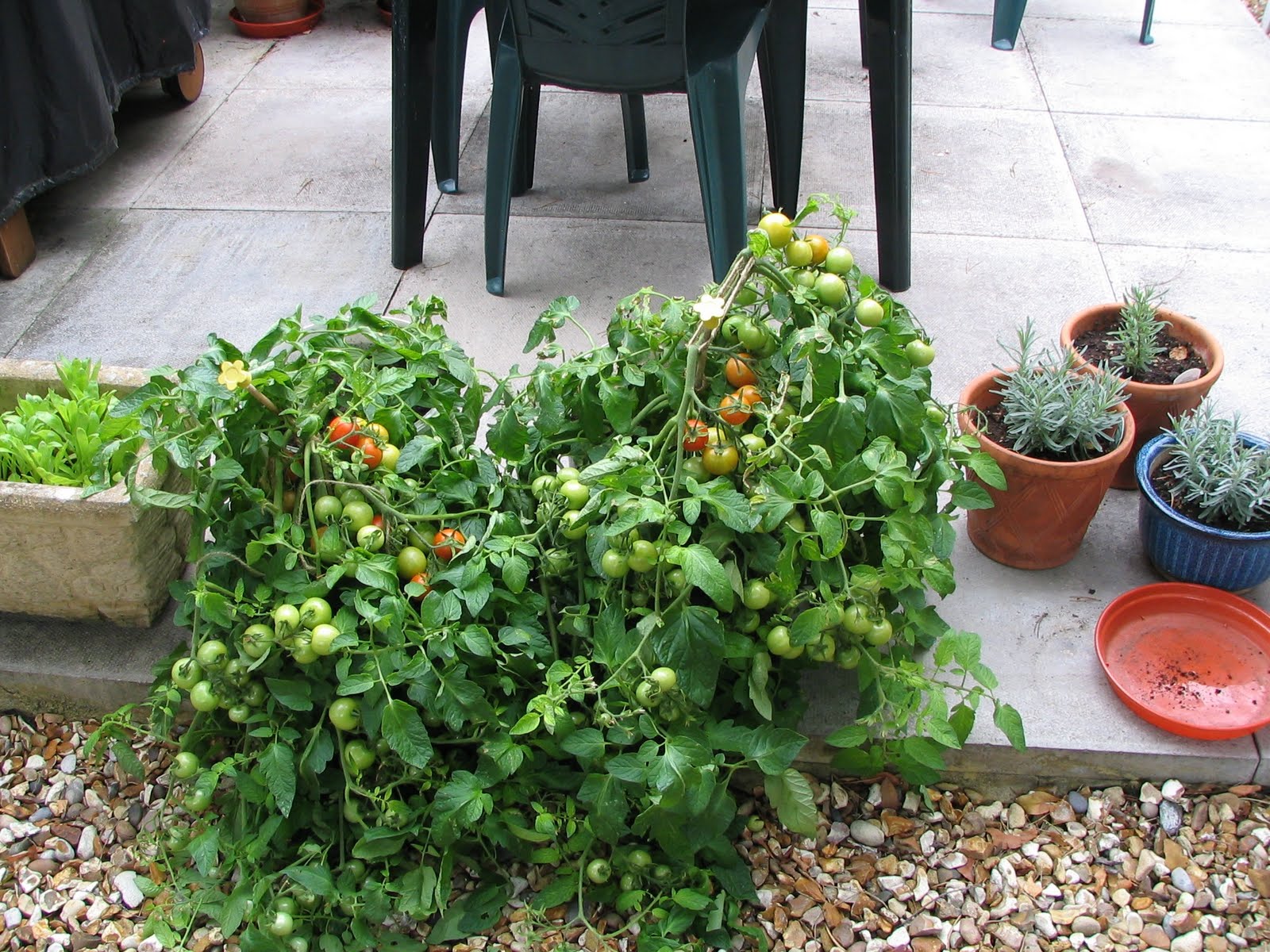 Mark's Veg Plot Tomatoes