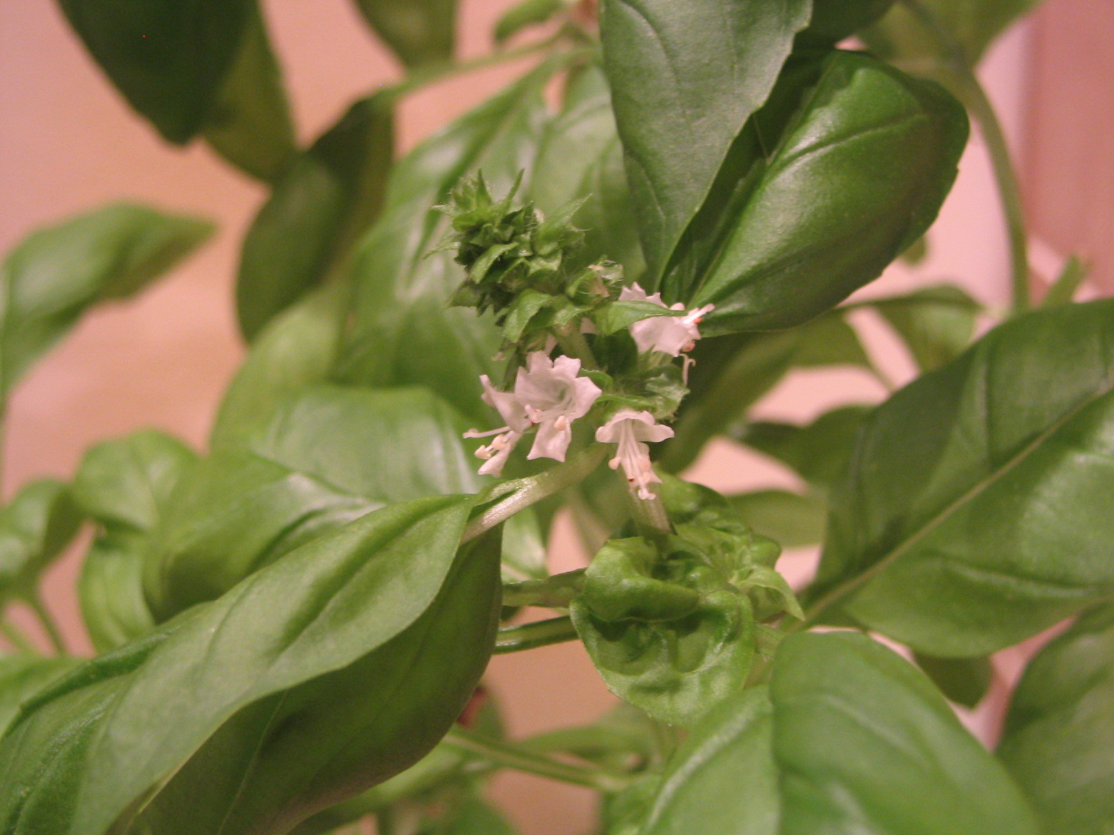 Mark's Veg Plot Basil flowers