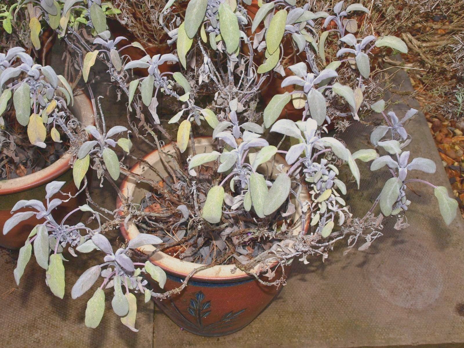 Mark's Veg Plot Reviving the Sage