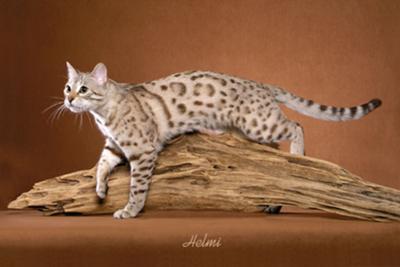 Cat,bengal cat,cat breeds,wild cat,house cat,cat cage