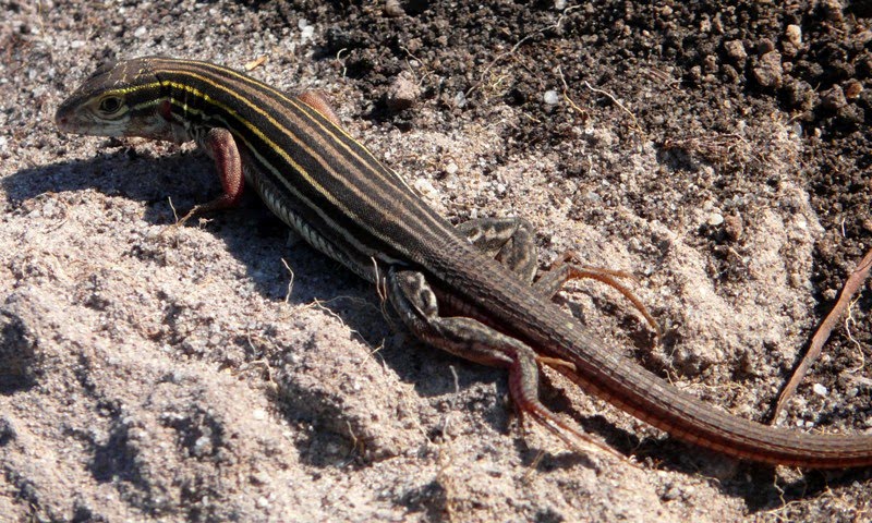 Pictures Of Lizards In Florida 70