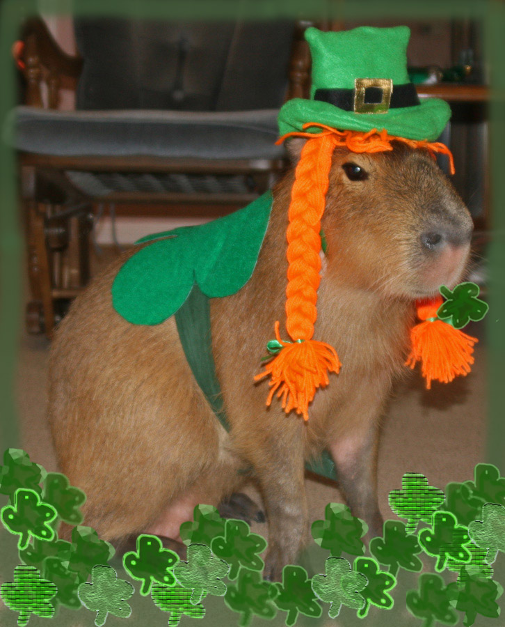 [StPatricksDay.jpg]