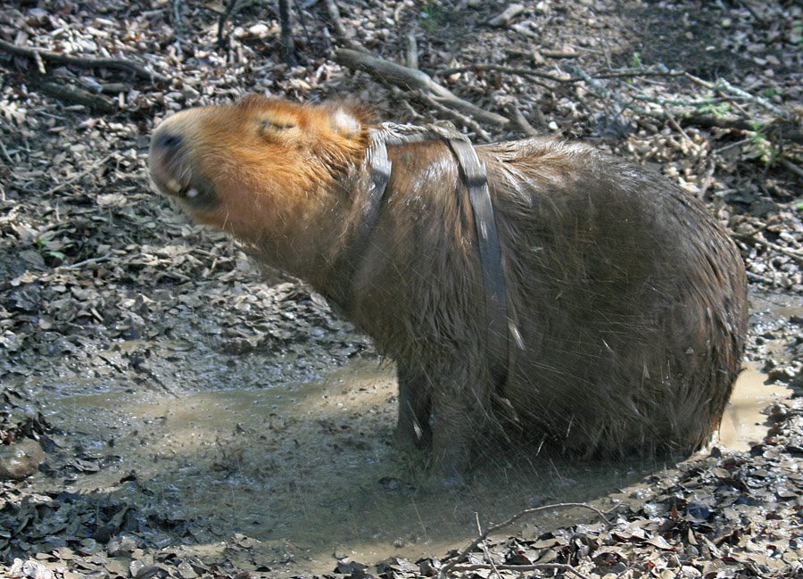 [2009_03_22_11_sCaplinMud.jpg]