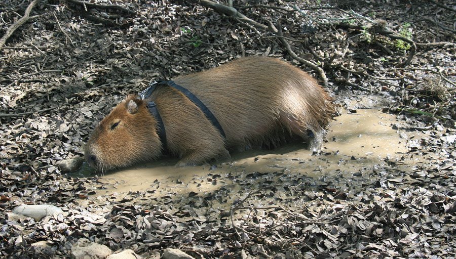 [2009_03_22_08_sCaplinMud.jpg]