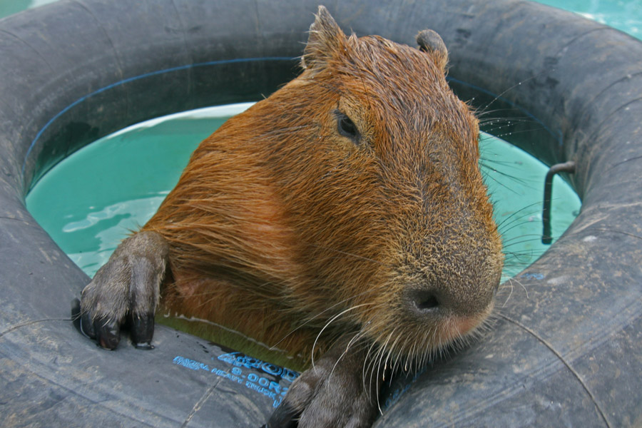 [2008_08_31_03_sCaplinPool.jpg]