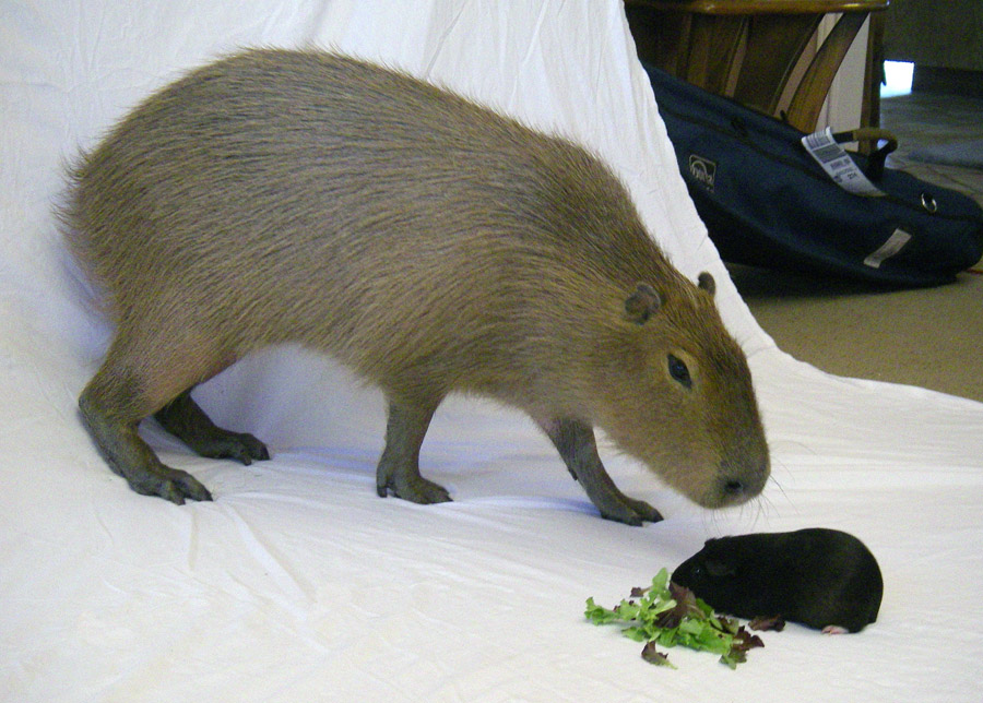 [2009_01_13_02_sCaplinAnimalPlanet.jpg]