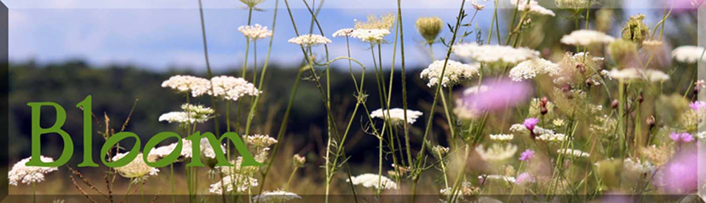 Bloom