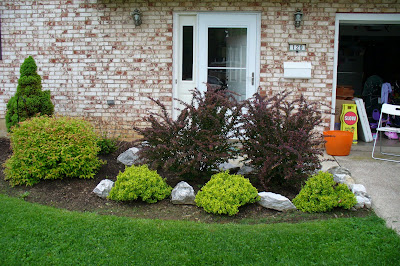 My Petal Press Garden Blog Spiraea Goldflame Favorite Small Shrub