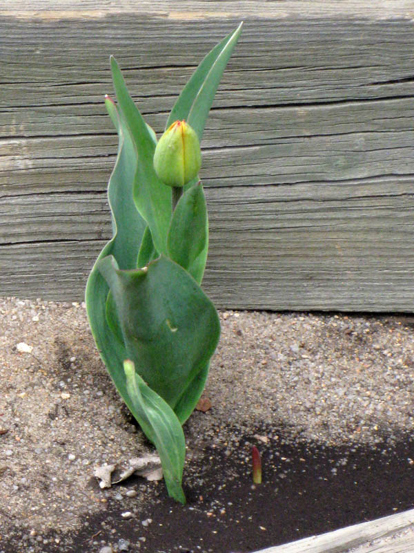 [small_04-22-09_tulip.jpg]