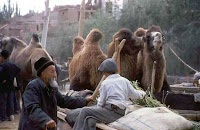 Camellos en Kashi