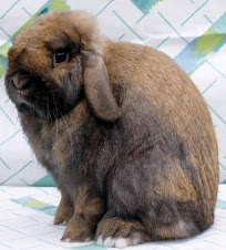 Show Quality Holland Lop
