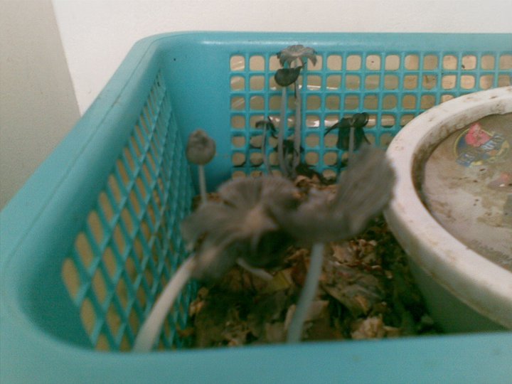 Mental Notes Worm Bin 3 Update Mushrooms in My Worm Tray