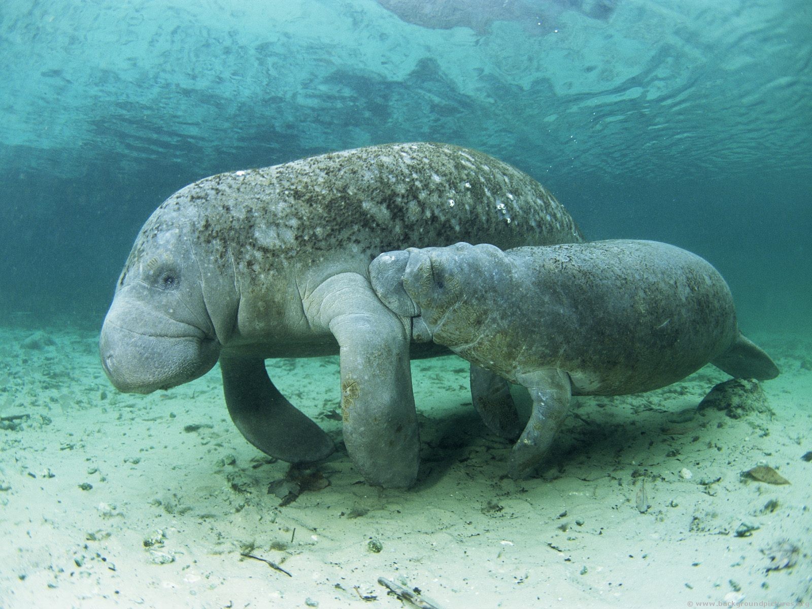 http://4.bp.blogspot.com/_GbdBrEceVG4/TSWmgiWAFAI/AAAAAAAABsk/AgSYrZi0_8g/s1600/west_indian_manatee_and_nursing_calf_crystal_river_florida.jpg