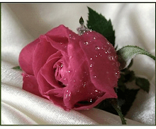 Rosa que me transmite el aroma de un sublime existir.