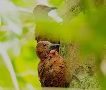 Rufous woodpecker_2011