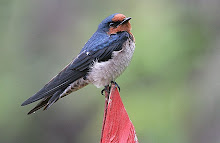 Hill Swallow_2011