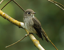 Dark-sided flycatcher_2011