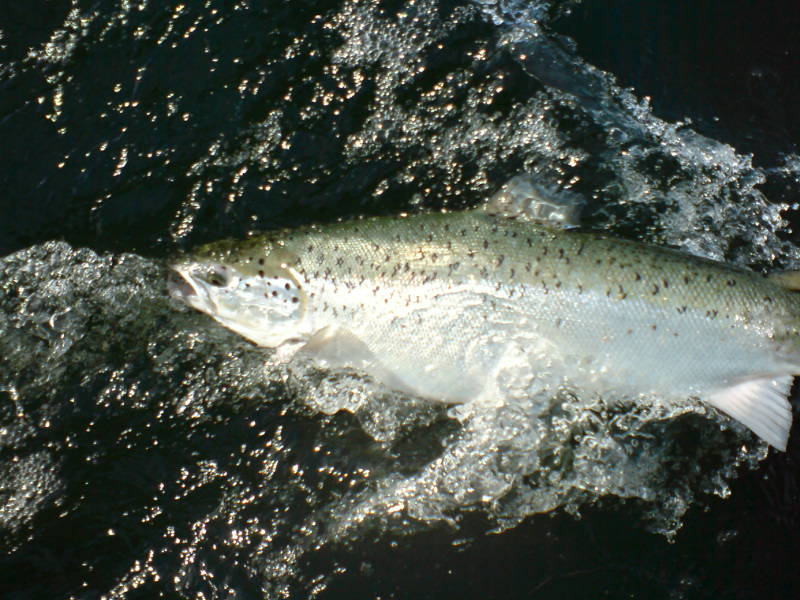 [image-upload-98-724945.jpg]