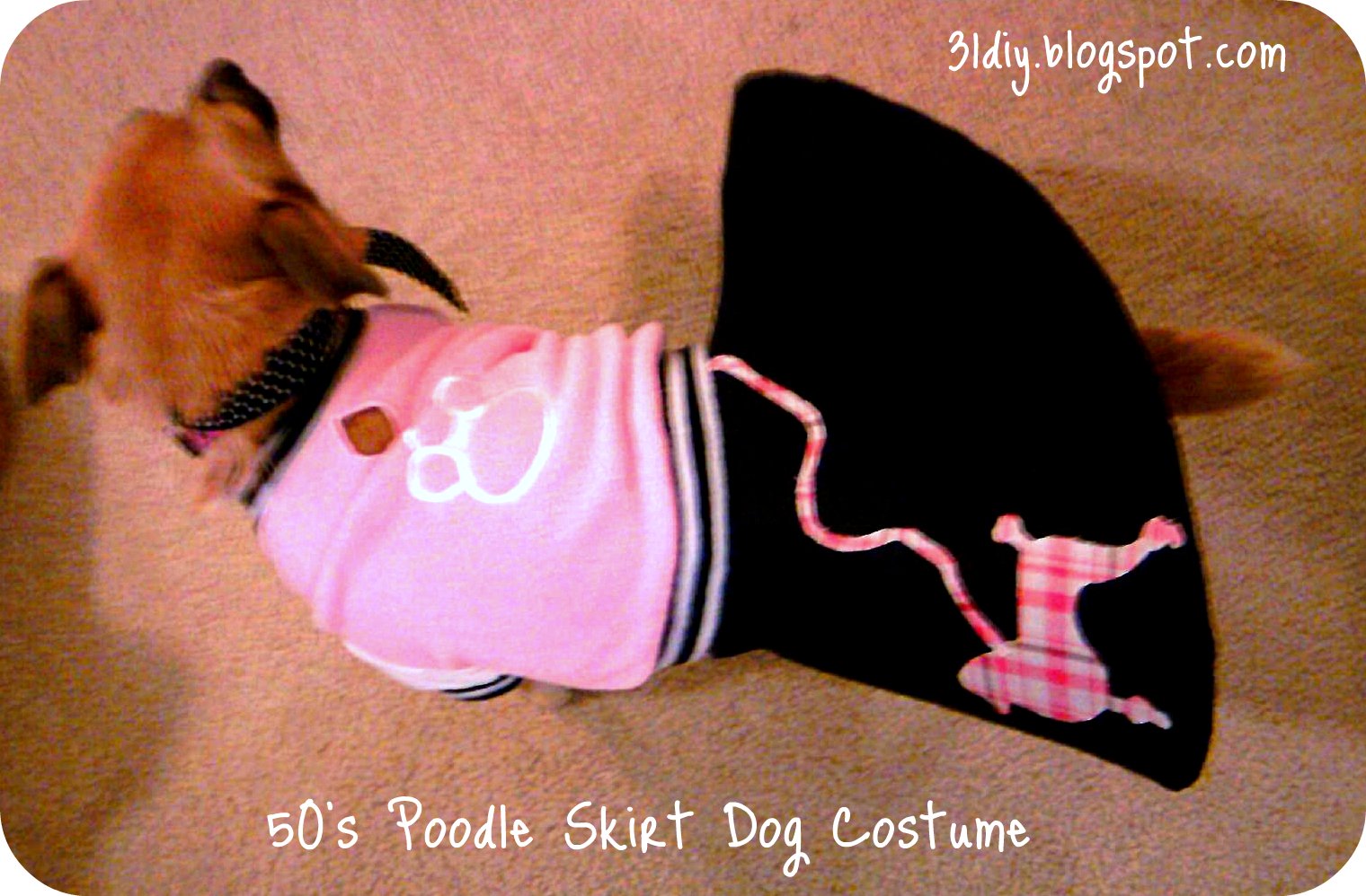 31 diy Dollar Tree Dog Costumes {Tutorial}