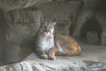 Cougar Treasure Cave