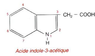 La Morphogenèse Végétale : Action Dirigée Des Facteurs De L'environnement