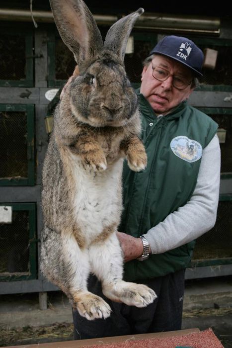 [conejo+gigante.jpg]