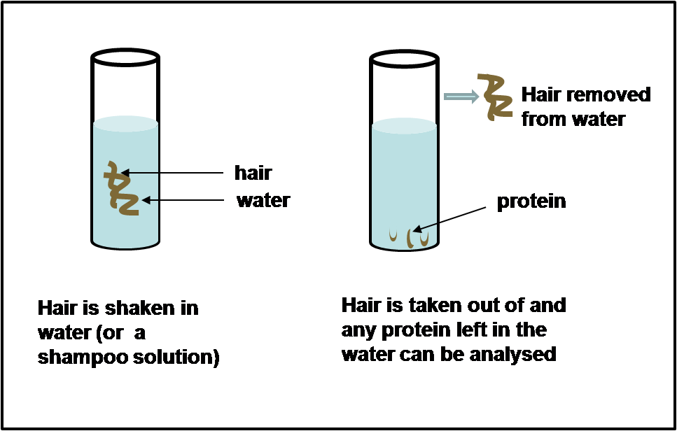 Myth or Fact: Sulfate Shampoo Breaks Hair? Part 2 of 2