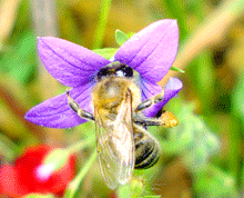 Campanula spatulata - Καμπανουλα