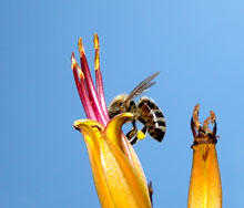 Phormium coocianum