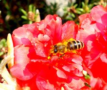 Portulaca