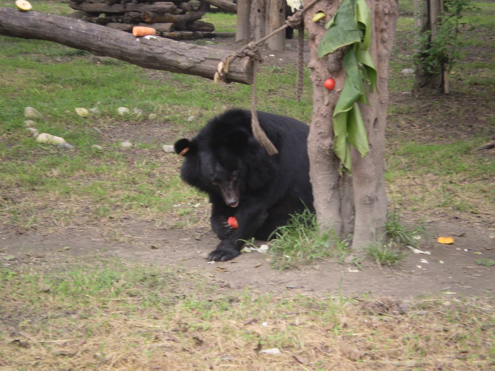 Sandra Elvin: Moon Bear Rescue Centre