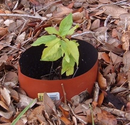 [plumtree.JPG]