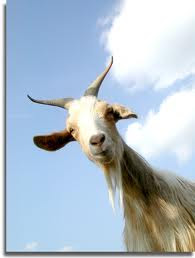 Strange Wild life facts - Goats do not have teeth in their upper front jaw.
