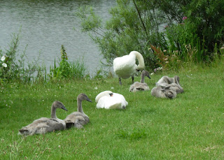 Rhyl, Brickfield Pond