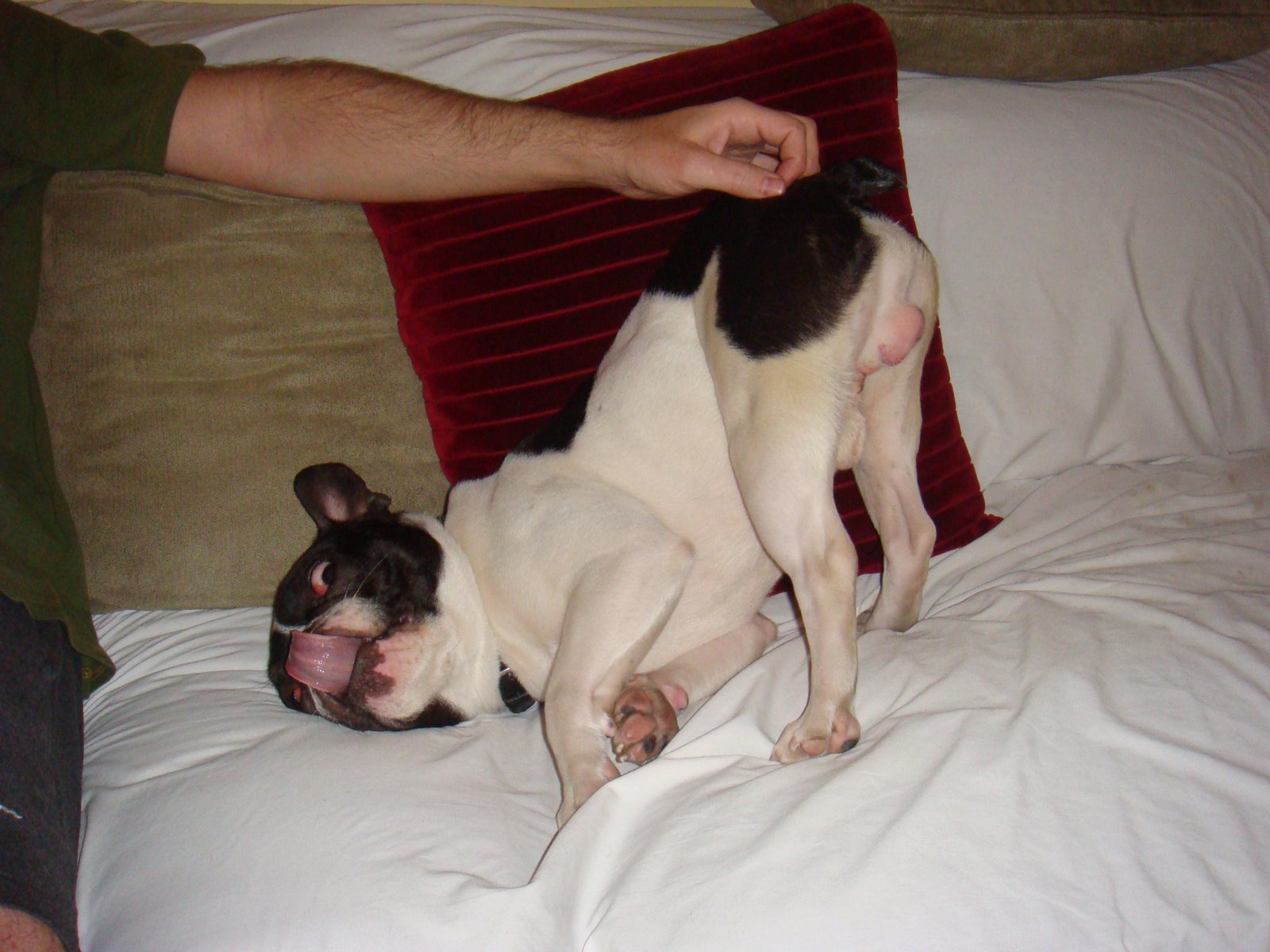 [Billy+butt+scratch.JPG]