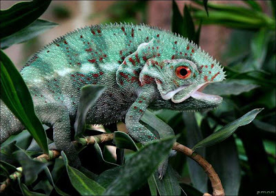 THE BEST COMMENTS أفضل تعليق: Non Existent Animals