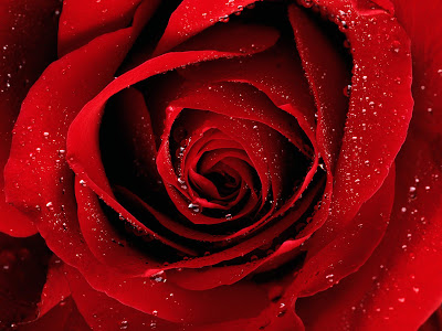 Bright Red Rose. flower wallpaper01 Desktop Wallpaper Collection: Flowers