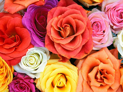 Flower Wallpaper on Royal Friends Club  Nature Wallpapers
