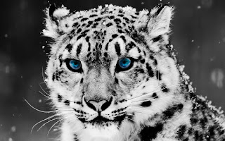 Leopard with blue eyes in snow, High definition Leopard wallpapers, HD Animal in snow
