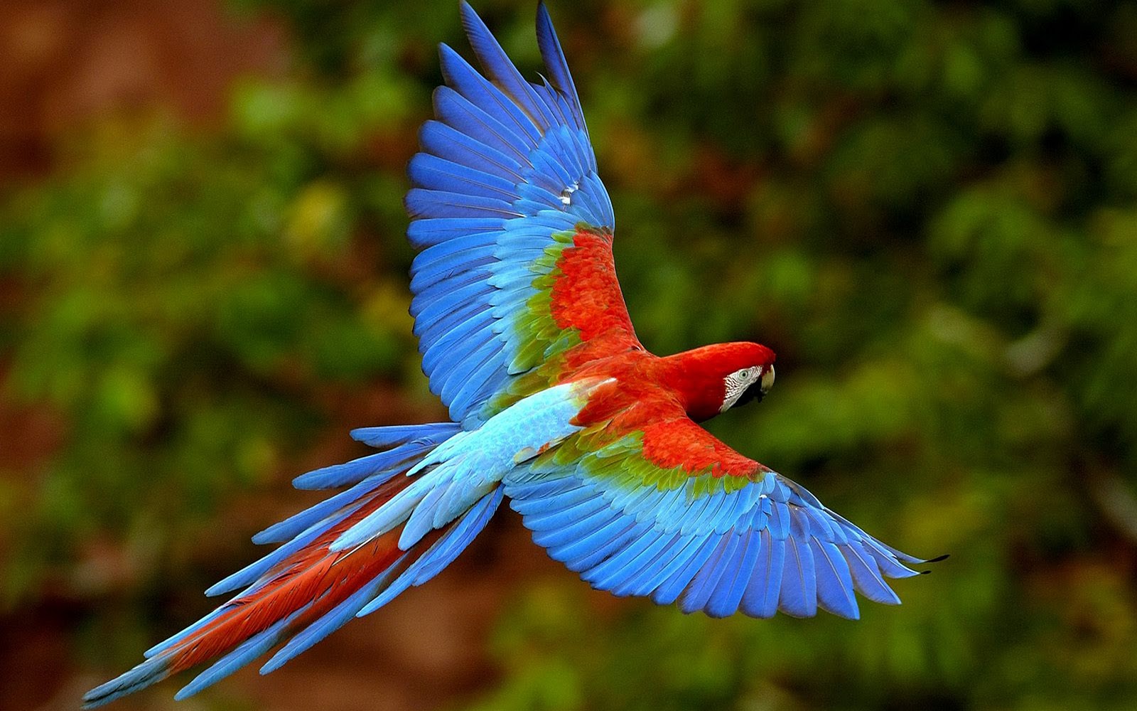 Amazing%2BColors%2BParrot%2BHD%2BWallpaper.jpg