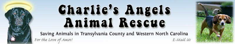 Charlie's Angels Animal Rescue Logo Contest