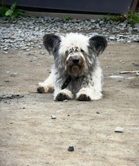 dogs of the world - Russia