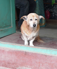 dogs of the world - Kathmandu