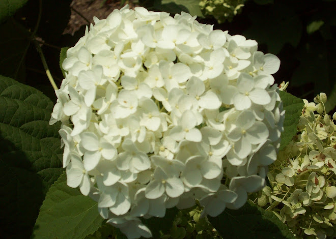 'Annabelle' Hydrangea