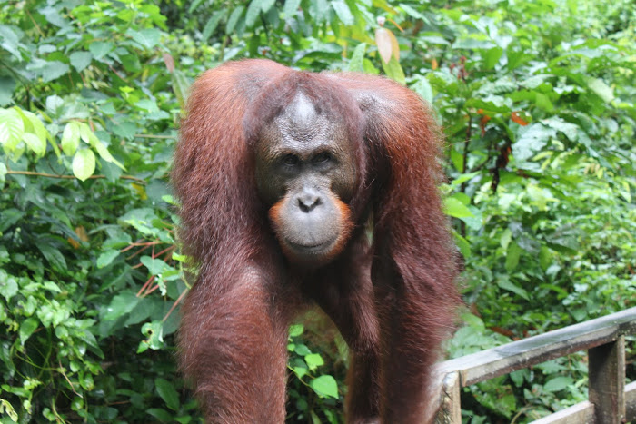 Orang-utan or Man of the Forest