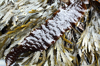 Kombu royal (laminaria saccharina) sur un lit de fucus dentelé (fucus serratus)