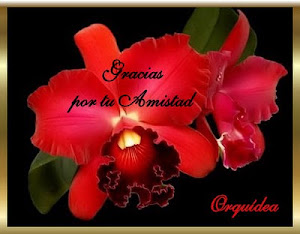 REGALO DE ORQUIDEA
