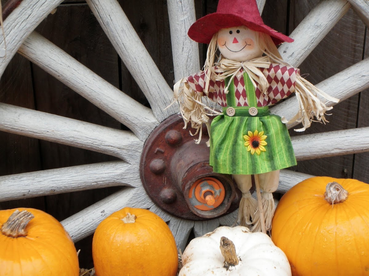 Slow Cooker Fall Favorites A Year of Slow Cooking