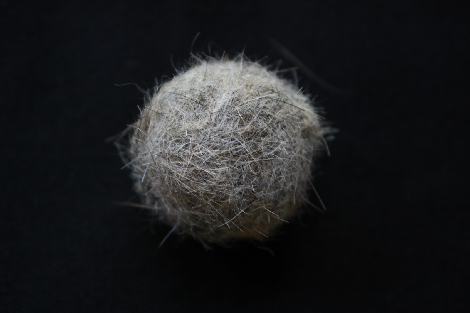 Pictures From My Window Hair Balls