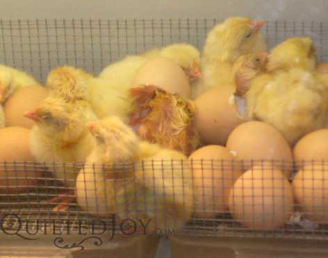 [Fair-Chick2.jpg]